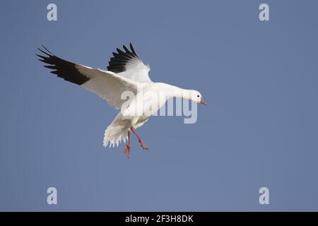 Ross's Goose - Coming in to Land Anser rossii Bosque Del Apache NWR New Mexico, USA BI017269 Stockfoto