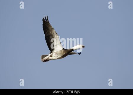 Schneegans - Blaue Form im Flug Anser caerulescens Bosque Del Apache NWR New Mexico, USA BI017371 Stockfoto