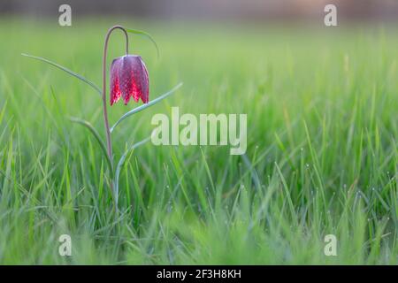 Schlangenkopf Fritillary mit seiner lila Blume auf grünem Gras Im Frühjahr Stockfoto