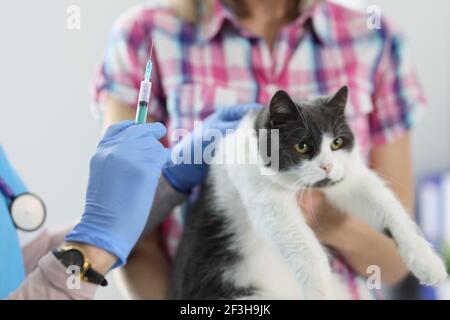 Tierarzt Arzt in Handschuhen gibt eine Injektion an Katze Stockfoto