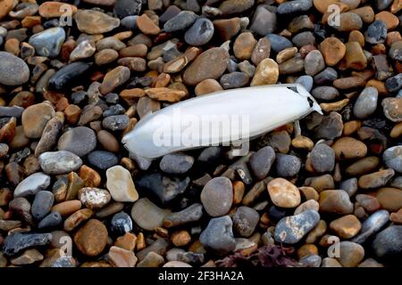 Gemeiner Tintenfischknochen (Sepia officinalis) Stockfoto