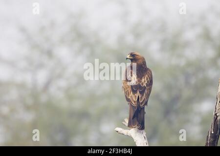 Zwergadler Hieraaetus pennatus Keoladeo Ghana National Park Bharatpur Rajasthan Indien BI017874 Stockfoto