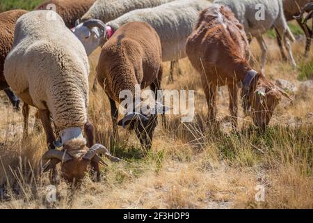 Blick auf eine Gruppe von Bergscheisen grasen auf dem Feld mit einer Glocke um den Hals, in der Serra da Estrela in Portugal Stockfoto