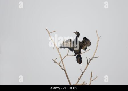 Little Cormorant - Drying Wings Phalocrocorax niger Keoladeo Ghana National Park Bharatpur Rajasthan Indien BI018135 Stockfoto