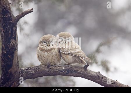 Spotted Owlet - Paar Athene brama Keoladeo Ghana National Park Bharatpur Rajasthan Indien BI018182 Stockfoto