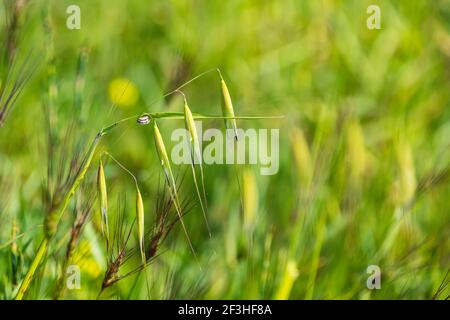 Weiße Schnecke auf einem Grashalm aus nächster Nähe Ein verschwommener grüner Hintergrund