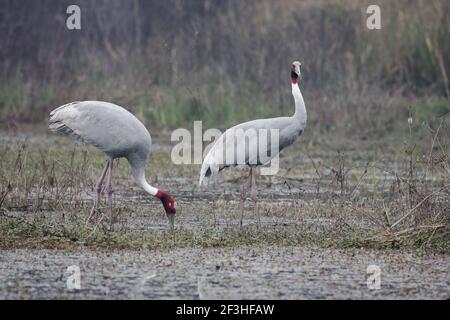 Sarus Crane - Paar Fütterung in Sumpfland Grus antigone Keoladeo Ghana National Park Bharatpur Rajasthan Indien BI018264 Stockfoto