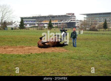 Willie Mullins ausgebildetes Pferd Min rollt vor dem zweiten Tag des Cheltenham Festivals auf der Cheltenham Racecourse im Galopp herum. Bilddatum: Mittwoch, 17. März 2021. Stockfoto