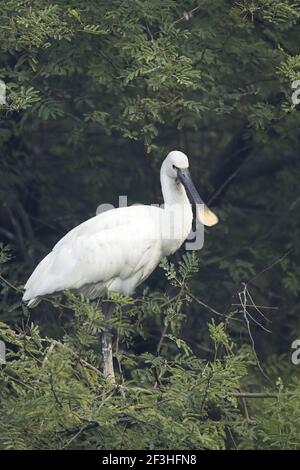 Eurasischer Löffler - Erwachsener in Nistbaum Platalea leucorodia Keoladeo Ghana National Park Bharatpur Rajasthan Indien BI018302 Stockfoto