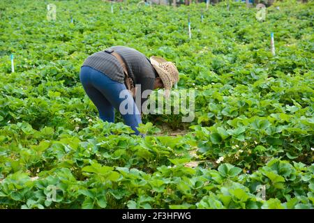 Mon Jam, Chiang Mai, Thailand - Jan 17,2015 : Landwirt im Erdbeerfeld auf der Aden Farm, Mon Jam, Chiang Mai - Nordthailand Stockfoto