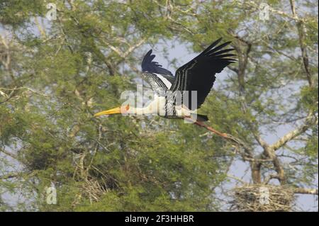 Gemalter Storch - im Flug Mycteria leucocephala Keoladeo Ghana National Park Bharatpur Rajasthan Indien BI018419 Stockfoto