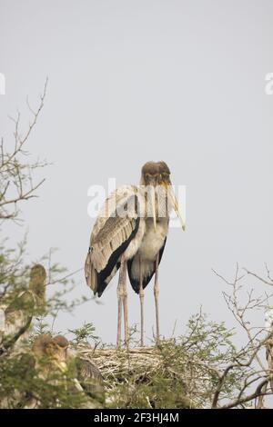 Gemalter Storch - zwei Junge auf Nest Mycteria leucocephala Keoladeo Ghana National Park Bharatpur Rajasthan Indien BI018450 Stockfoto