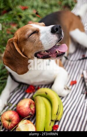 Junger Beagle-Hund auf grünem Gras auf einer Decke liegend Mit Früchten Stockfoto