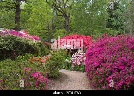 Azaleen und Rhododendren im Frühling in Isabella Plantation, Richmond Park, Richmond, Surrey, England Stockfoto