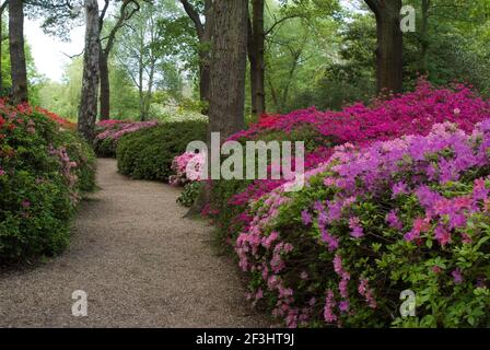 Azaleen und Rhododendren im Frühling in Isabella Plantation, Richmond Park, Richmond, Surrey, England Stockfoto