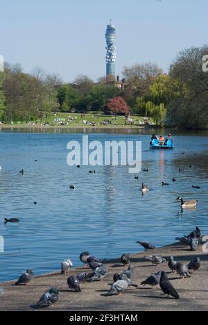 Bootfahren See mit Tauben im Vordergrund und BT Turm im Hintergrund, Regent's Park, London, NW1, England Stockfoto