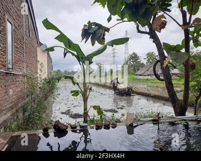 BANTUL, INDONESIEN - 29. Dez 2020: Ein Mann in der Vorderansicht pflügt ein Dorf Reisfeld auf Java, Indonesien, nach der Ernte mit einem Pflug. Das Wasser ist reflec Stockfoto