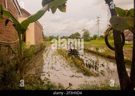 BANTUL, INDONESIEN - 29. Dez 2020: Ein Mann in der Vorderansicht pflügt ein Dorf Reisfeld auf Java, Indonesien, nach der Ernte mit einem Pflug. Das Wasser ist reflec Stockfoto