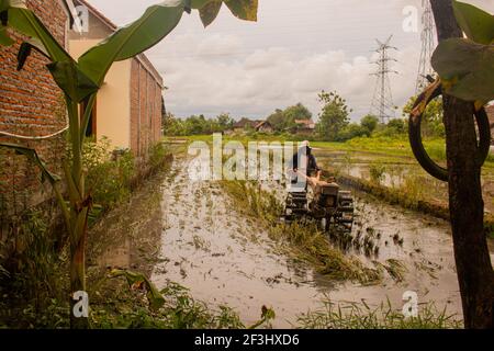 BANTUL, INDONESIEN - 29. Dez 2020: Ein Mann in der Vorderansicht pflügt ein Dorf Reisfeld auf Java, Indonesien, nach der Ernte mit einem Pflug. Das Wasser ist reflec Stockfoto