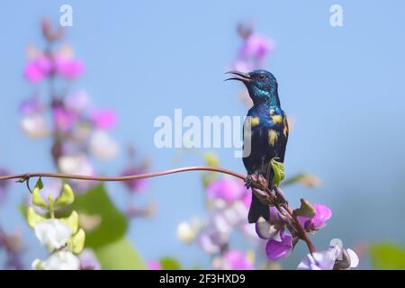 Lila sunbird Stockfoto