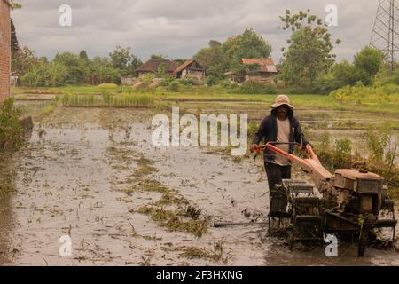 BANTUL, INDONESIEN - 29. Dez 2020: Ein Mann in der Vorderansicht pflügt ein Dorf Reisfeld auf Java, Indonesien, nach der Ernte mit einem Pflug. Das Wasser ist reflec Stockfoto