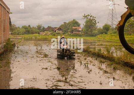 BANTUL, INDONESIEN - 29. Dez 2020: Ein Mann in der Vorderansicht pflügt ein Dorf Reisfeld auf Java, Indonesien, nach der Ernte mit einem Pflug. Das Wasser ist reflec Stockfoto