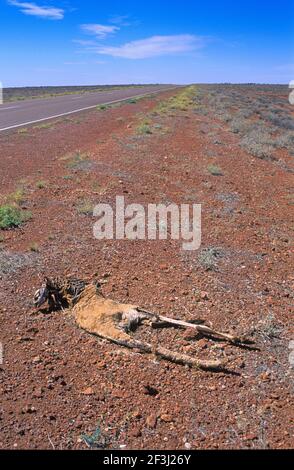 Australien, Südaustralien ; Roadkill, totes Känguru entlang des Stuart Highway durch das Outback zwischen Coober Pedy und Alice Springs © Marcel Malhe Stockfoto