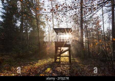 Hirsche stehen im Wald im Herbst, Deutschland Stockfoto