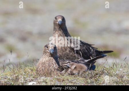 Große Skua (Stercorarius skua). Eltern mit Küken am Nest. Island Stockfoto