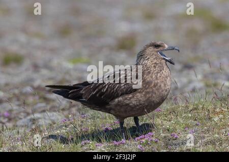 Große Skua (Stercorarius skua). Erwachsener steht während des Telefonanrufens. Island Stockfoto