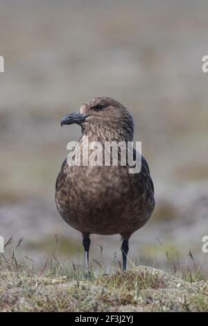 Große Skua (Stercorarius skua). Stehend für Erwachsene. Island Stockfoto