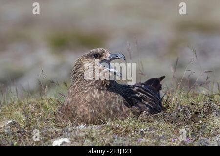 Große Skua (Stercorarius skua). Erwachsener auf Nest, ruft. Island Stockfoto