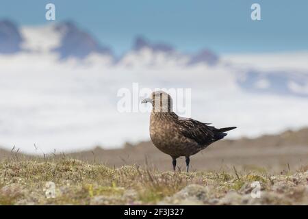 Große Skua (Stercorarius skua). Stehend für Erwachsene. Island Stockfoto