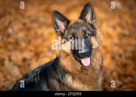 Langhaariger Deutscher Schäferhund. Porträt eines erwachsenen Hundes. Deutschland Stockfoto