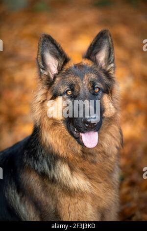 Langhaariger Deutscher Schäferhund. Porträt eines erwachsenen Hundes. Deutschland Stockfoto