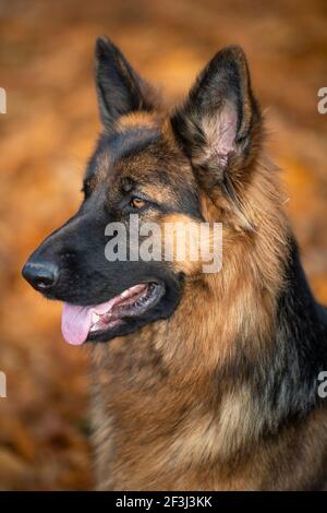 Langhaariger Deutscher Schäferhund. Porträt eines erwachsenen Hundes. Deutschland Stockfoto