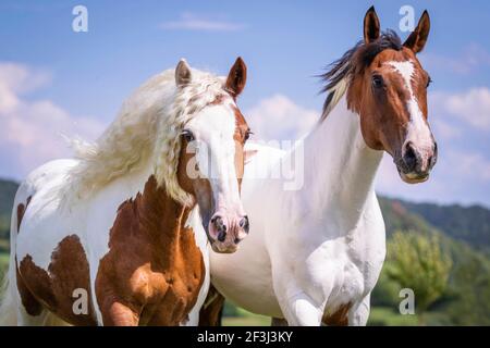 American Paint Horse und Gipsy Cob, Gipsy Horse, Gipsy Vanner Horse. Zwei Pferde stehen auf Apasture, Portrait. Deutschland Stockfoto