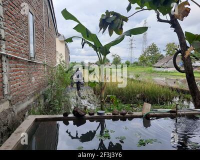 BANTUL, INDONESIEN - 29. Dez 2020: Ein Mann in der Rückansicht pflügt nach der Ernte ein Reisfeld. Blick durch einen Bananenbaum und einen Fischteich auf Java, Ind Stockfoto