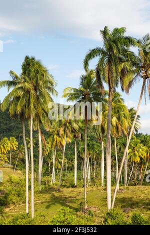 Kubanische Königspalmen (Roystonea regia), in der Nähe von Baracoa, Provinz GuantÃ¡namo, Kuba Stockfoto