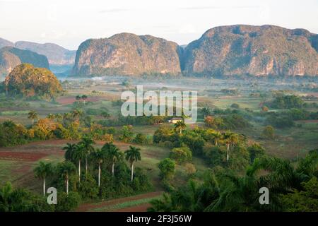 Das Vinales-Tal im Morgengrauen mit seinen felsigen Hügeln, den einzigartigen Mogotes und verstreuten kubanischen königlichen Palmen (Roystonea regia) Stockfoto