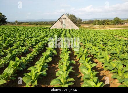 Gewöhnlicher Tabak (Nicotiana tabacum), Plantage und Scheune zum Trocknen von Tabakblättern, in der Nähe von Pinar del RÃ­o, Kuba Stockfoto