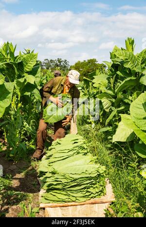 Gewöhnlicher Tabak (Nicotiana tabacum), Tabakblätter ernten, Tabakplantage Alejandro Robaina, Provinz Pinar del RÃ­o, Kuba Stockfoto