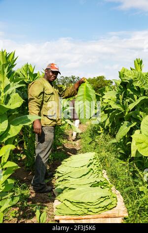 Gewöhnlicher Tabak (Nicotiana tabacum), Tabakblätter ernten, Tabakplantage Alejandro Robaina, Provinz Pinar del RÃ­o, Kuba Stockfoto
