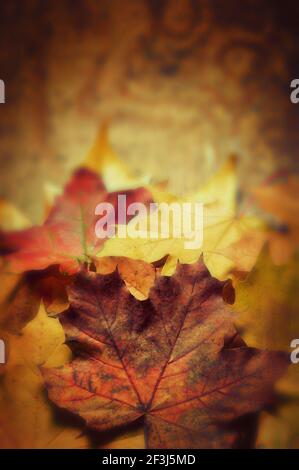 Stillleben der Herbstblätter in roten und braunen Farben Stockfoto