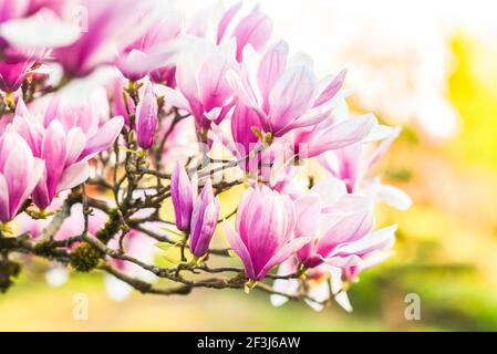 Wunderschön blühende Magnolie in einem Frühlingsgarten, selektiver Fokus. Stockfoto