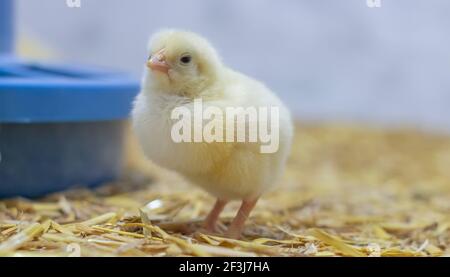 Baby Broiler Huhn in einem Käfig in der Nähe der Futterstelle. Selektiver Fokus Stockfoto