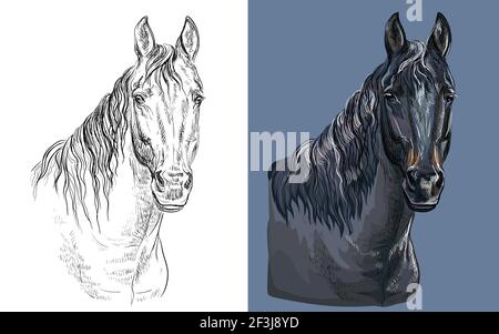 Realistischer Kopf von braunem Lorbeer. Vektor schwarz und weiß und bunt isoliert Illustration von Pferd. Für Dekoration, Malbuch, Design, Drucke, Stock Vektor