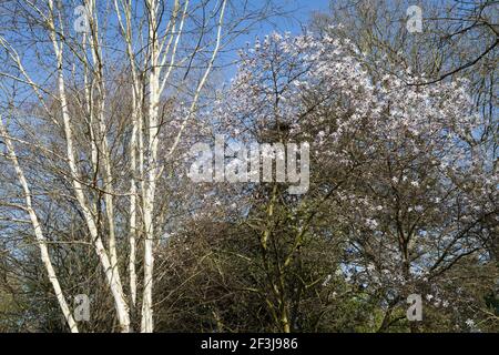 Im März, aufrecht Stämme von silbernen Birke, auch gemeinhin als Himalaya-Birke, Betula jacquemontii utilis var. 'Greyswood Ghost' Court das blassrosa Stockfoto