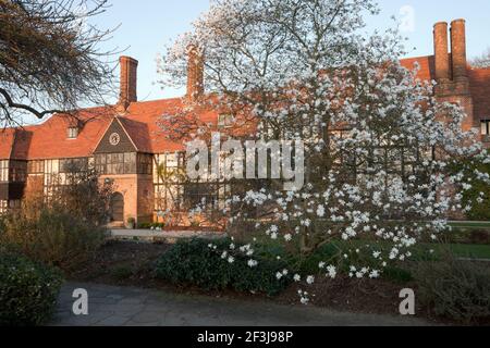 In der Abenddämmerung, im Frühjahr, Magnolia 'King Rose' in all seiner Pracht, vor dem Splendid Arts & Crafts Laborgebäude in RHS Wisley, Surrey, UK Stockfoto