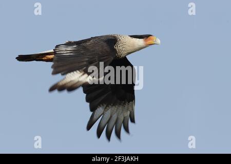 Crested Caracara im Flug (Polyborus plancus) Lake Kissimees, florida, USA BI001267 Stockfoto